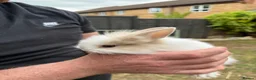 Lionhead rabbits for sale: 9x gorgeous fluffy lionhead bunnies  - Advert 12
