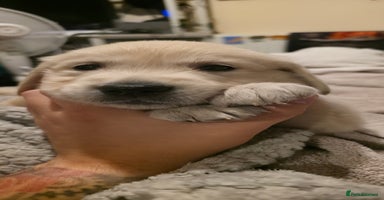 Golden Retriever dogs - Advert 4