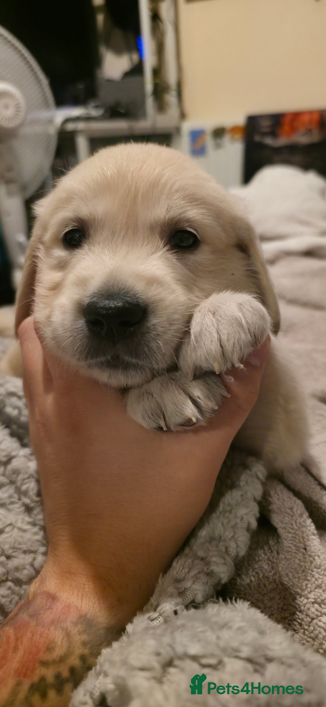 Golden Retriever dogs for sale: Beautiful Golden Retriever Puppies - Image 3