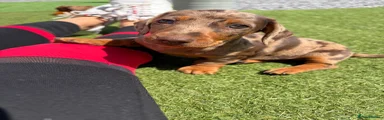 Dachshund Puppy 1