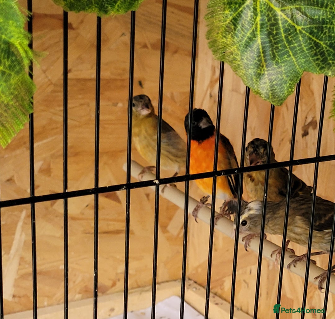 Canaries birds for sale: Canaries & siskins  - Image 5