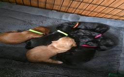 Cocker Spaniel dogs for sale: 🩷🐶 Beautiful Cocker Spaniel Puppies 🐶 🩷 - Image 5