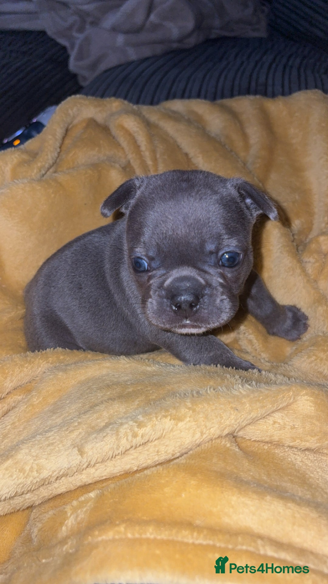 French Bulldog dogs for sale: Beautiful boy looking forever home  - Advert 15