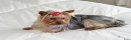 Yorkshire Terrier dogs for sale: Stunning  Yorkshire Terrier puppies 1 Puppy Left - Advert 11