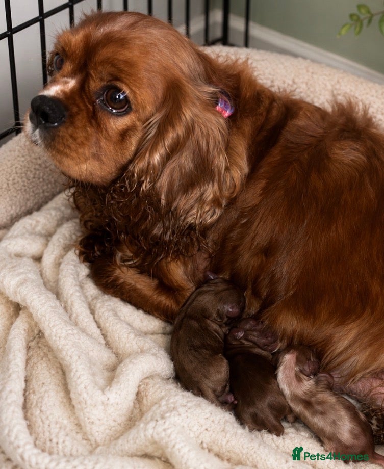 Cavapoo dogs Cavapoo Ready this week  - Advert 1