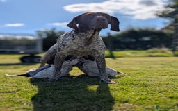 German Shorthaired Pointer dogs for sale: 7 Beautiful KC GSP Puppies - Image 12
