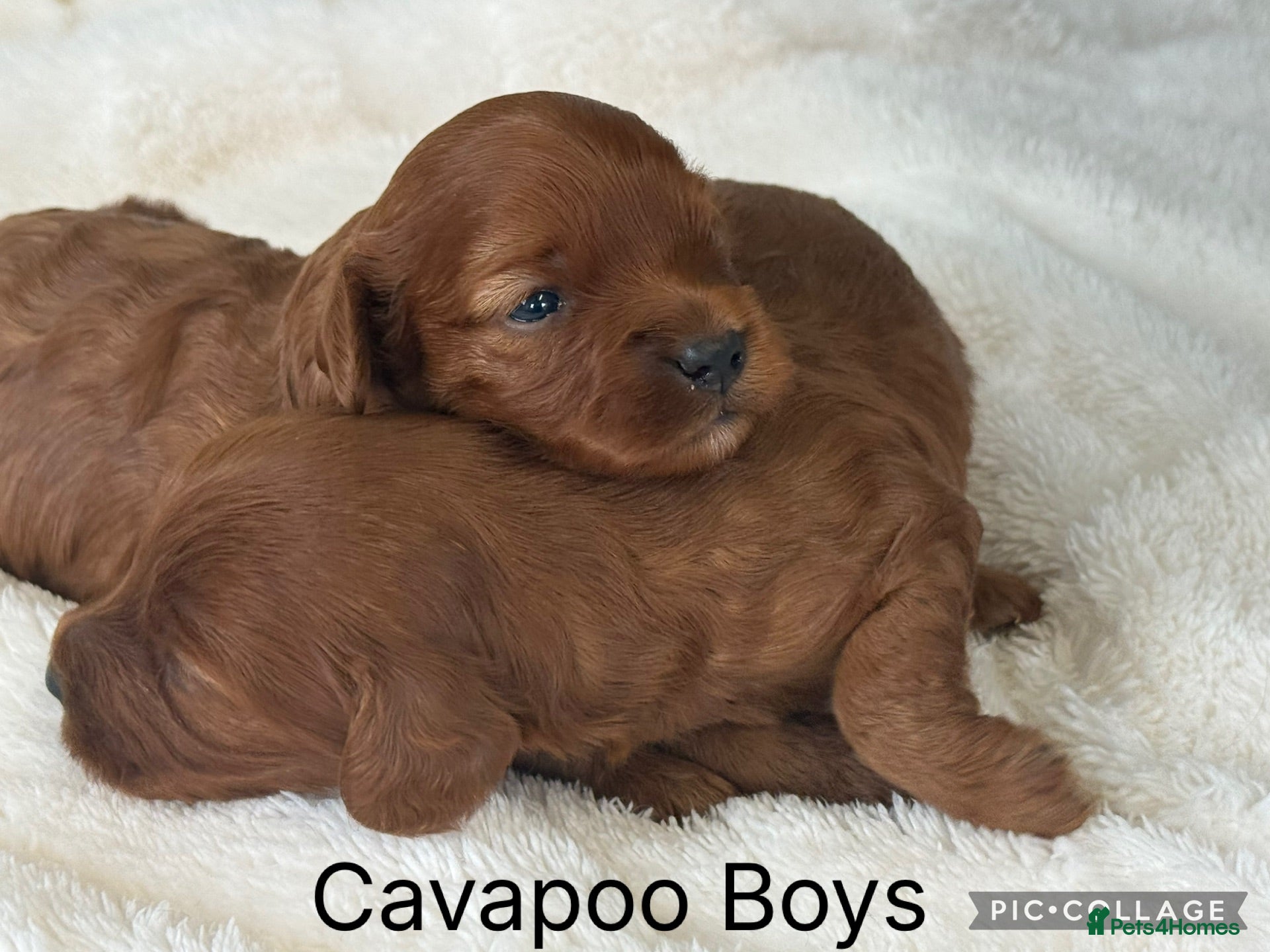 Cavapoo dogs Stunning deep dark red F1 Cavapoo’s - Advert 1