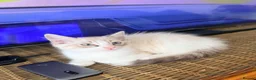 Mixed Breed cats for sale: Kitty  - Advert 6