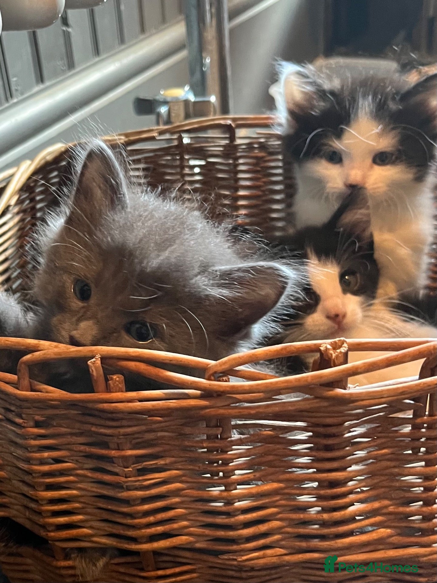 Mixed Breed cats Extra fluffy kittens for sale  - Advert 2