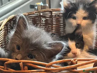 Mixed Breed cats Extra fluffy kittens for sale - Advert 2