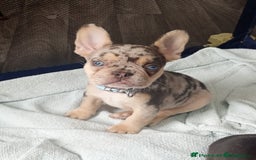 French Bulldog dogs for sale: REDUCED !!!! FRENCH BULLDOG PUPS / READY NOW!!! - Image 1