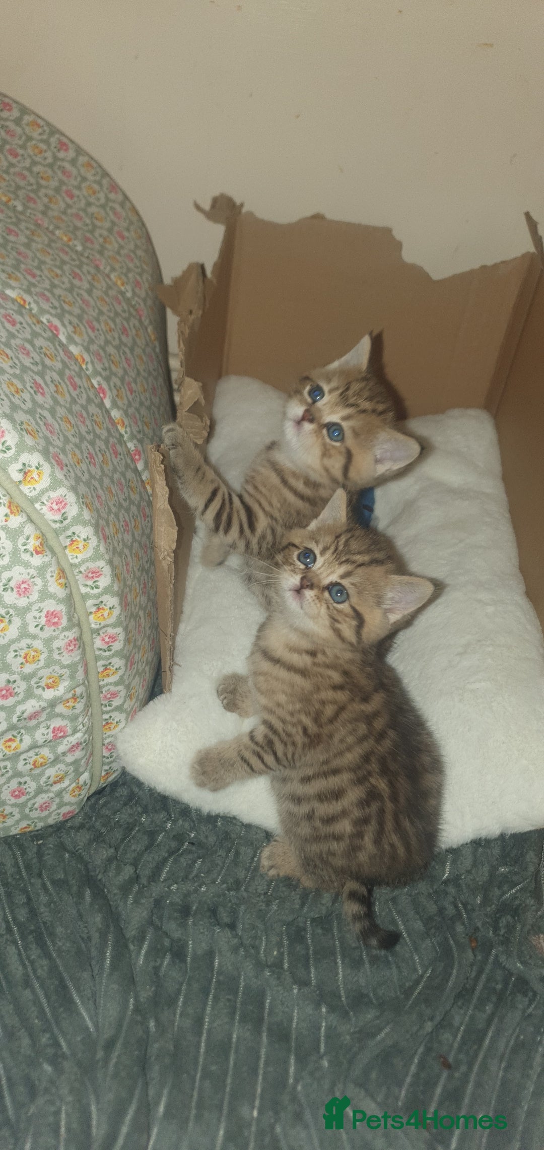 British Shorthair cats for sale: British Shorthair Black Golden Tabby kittens 😸  - Advert 1
