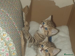 British Shorthair cats British Shorthair Black Golden Tabby kittens 😸 - Advert 7