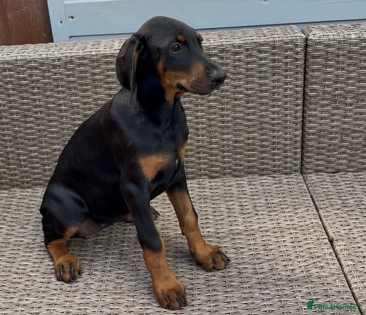 Dobermann dogs Champion and working lines KC Doberman litter - Advert 2