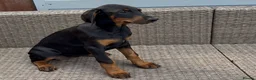 Dobermann dogs for sale: Champion and working lines KC Doberman litter - Advert 14