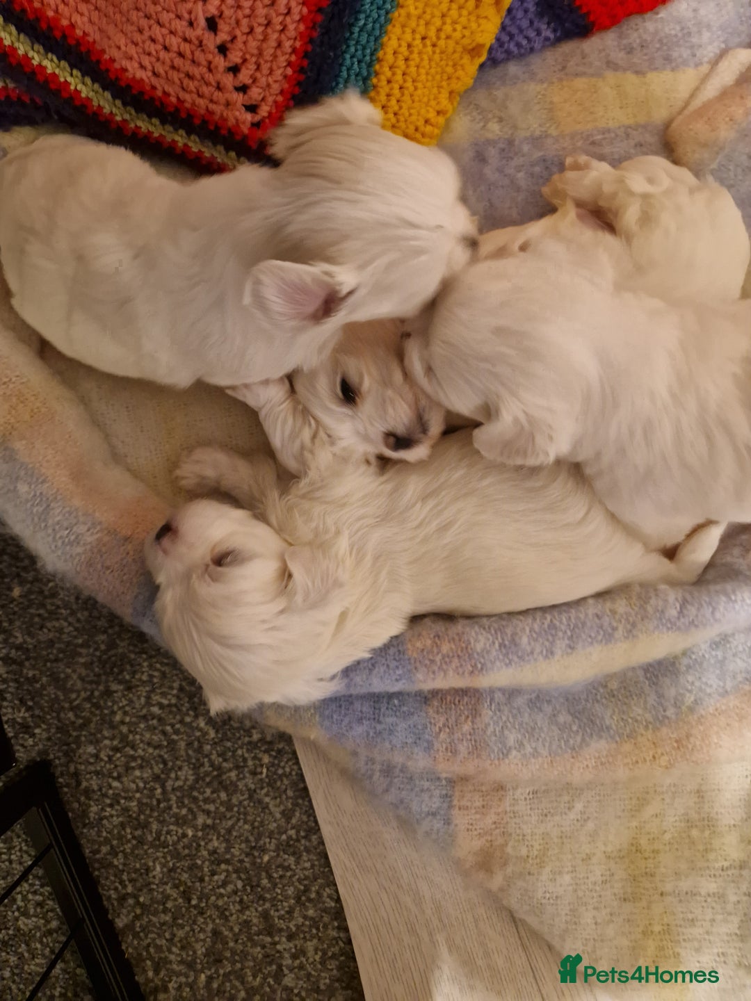 Maltese dogs for sale: Maltese baby newborns  🐶 💖  - Advert 2