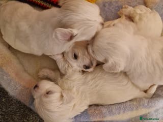 Maltese dogs Toy size miniture Maltese 🐶 💖 - Advert 10