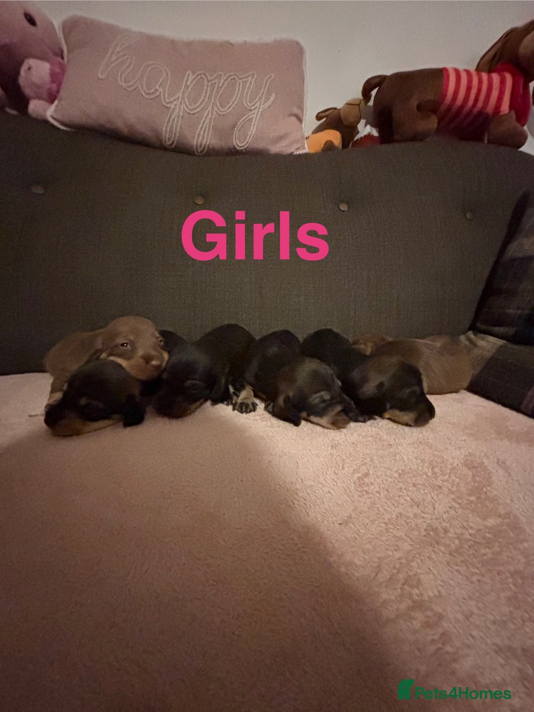 Dachshund dogs for sale: Wirehaired dachshund puppies  - Advert 5