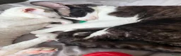 Cornish Rex cats for sale: 2 beautiful Cornish Rex boys - Advert 12