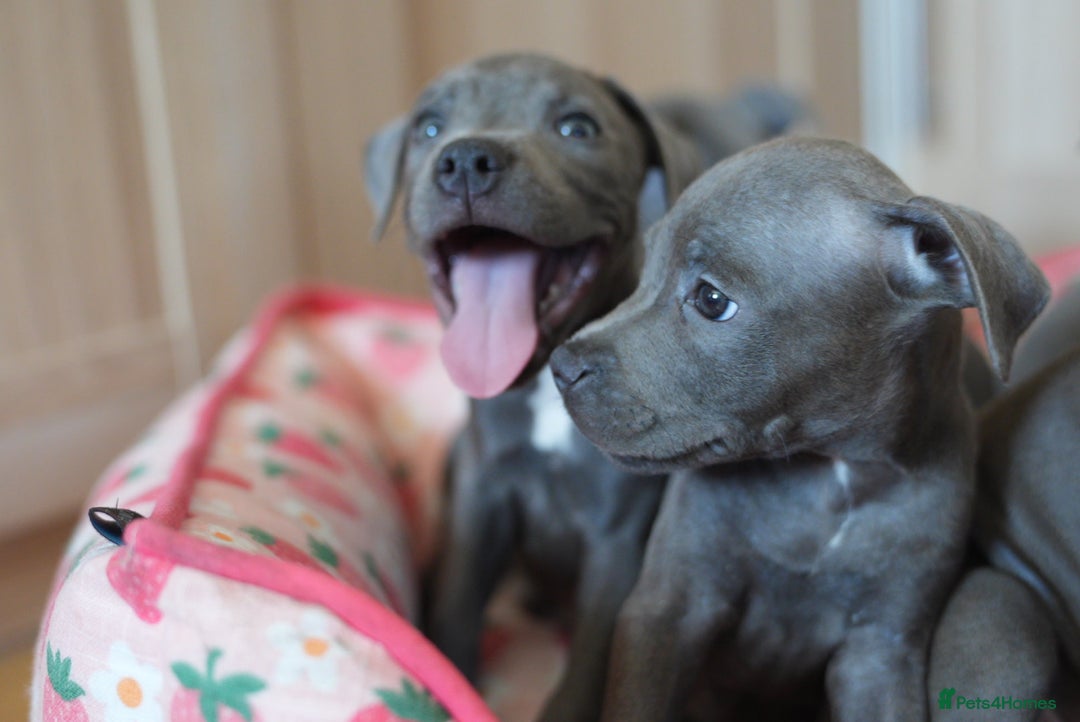 Staffordshire Bull Terrier dogs for sale: 🧸 Adorable Staffy puppies 🧸 - Image 6