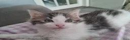 Mixed Breed cats for sale: Kittens - Advert 25