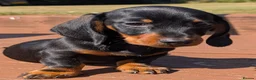 Miniature Dachshund dogs for sale: Quality KC/ PRA clear Miniature Dachshund Puppies  - Advert 7
