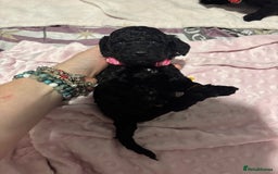 Cockapoo dogs for sale: 10 F1b cockapoo pups for sale  - Advert 20