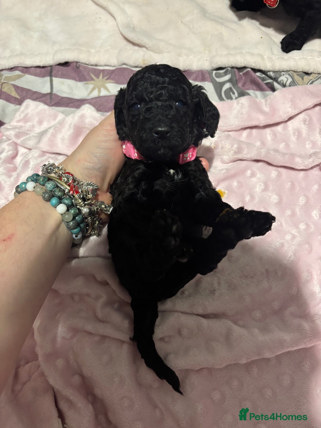 Cockapoo dogs for sale: 10 F1b cockapoo pups for sale  - Advert 20