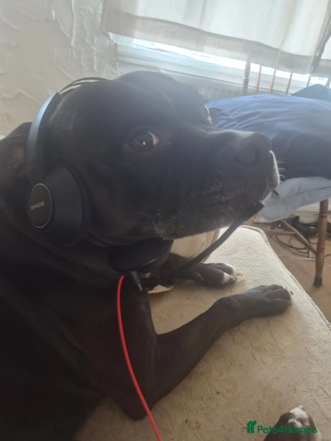 Staffordshire Bull Terrier dogs for sale: A loving boy who needs his forever home  - Advert 2