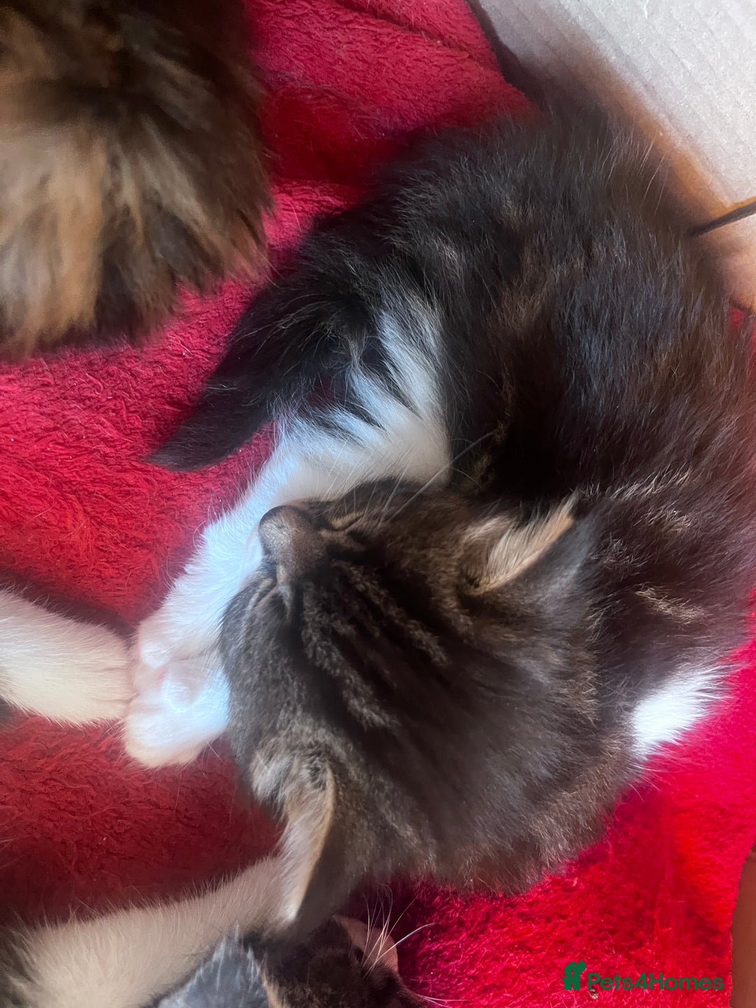 Mixed Breed cats for sale: Beautiful Playful Kittens - Image 17