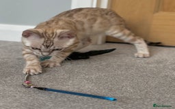 Bengal cats for sale: ❤️Outstanding Silver Mink❤️ Female Bengal TICA Reg - Image 10
