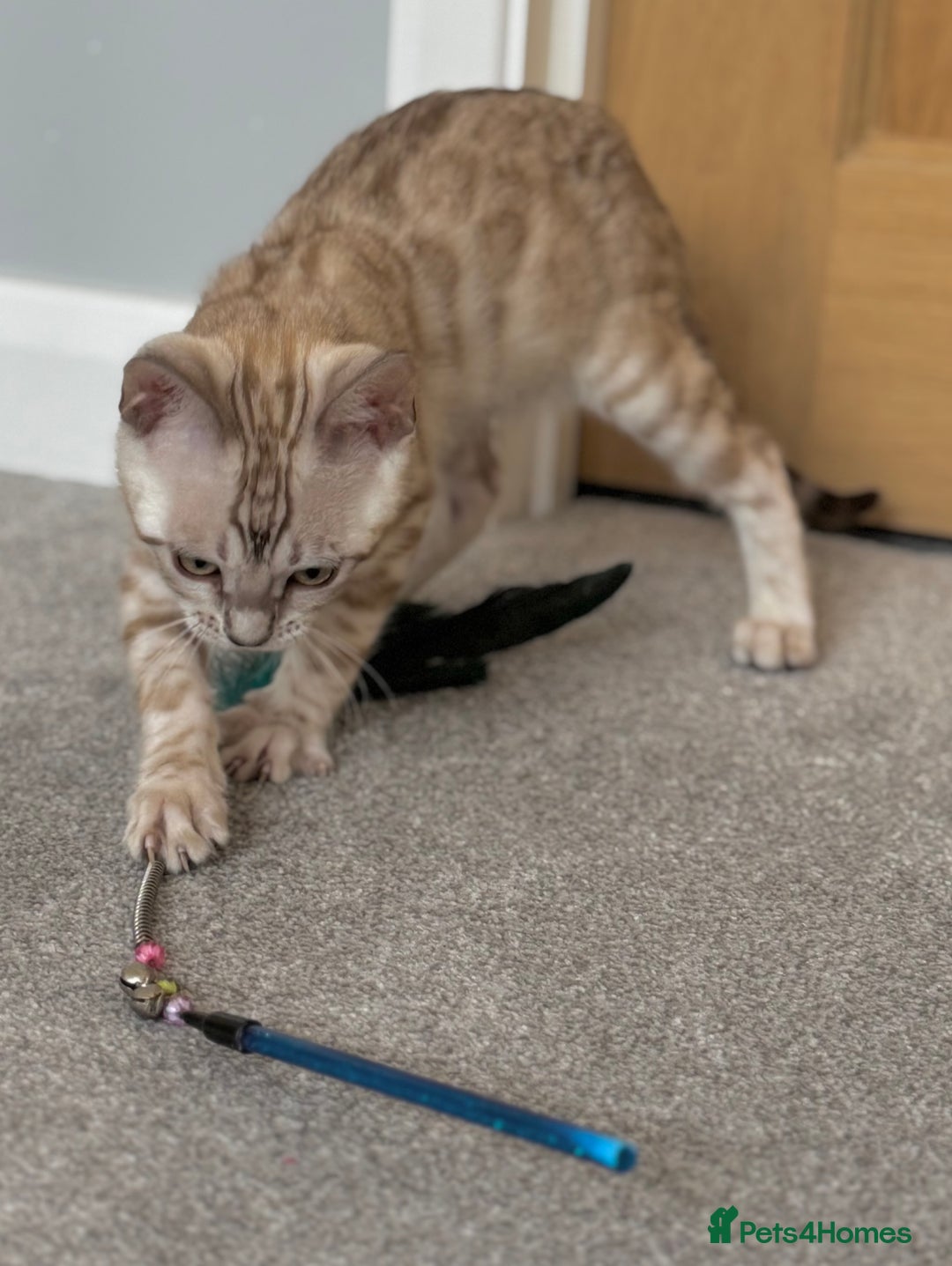 Bengal cats for sale: ❤️Outstanding Silver Mink❤️ Female Bengal TICA Reg - Image 10