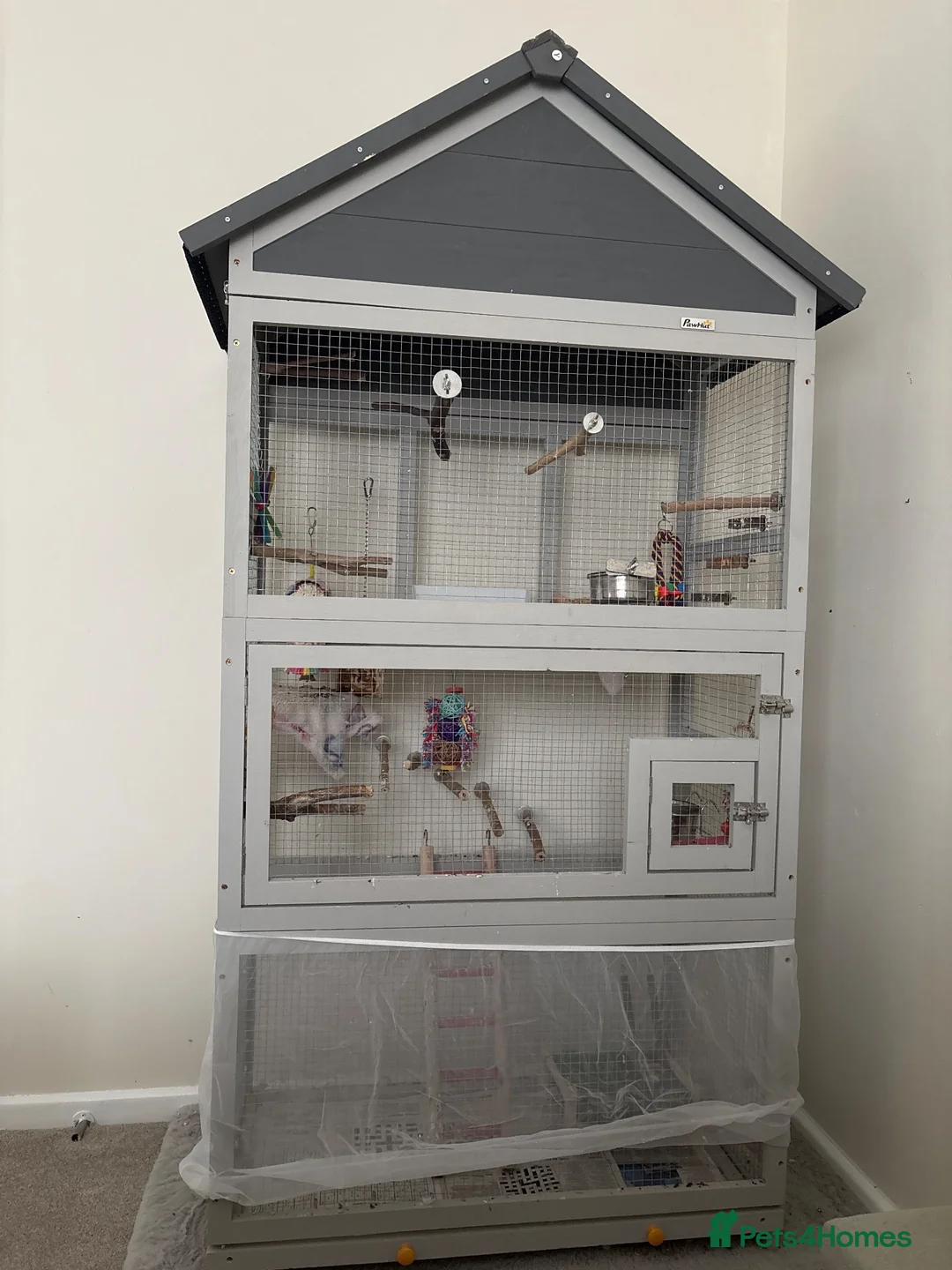 Cockatiels birds for sale: 2 cockatiels pair in Romsey - Advert 2