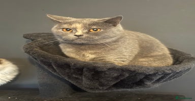 British Shorthair cats - Advert 6