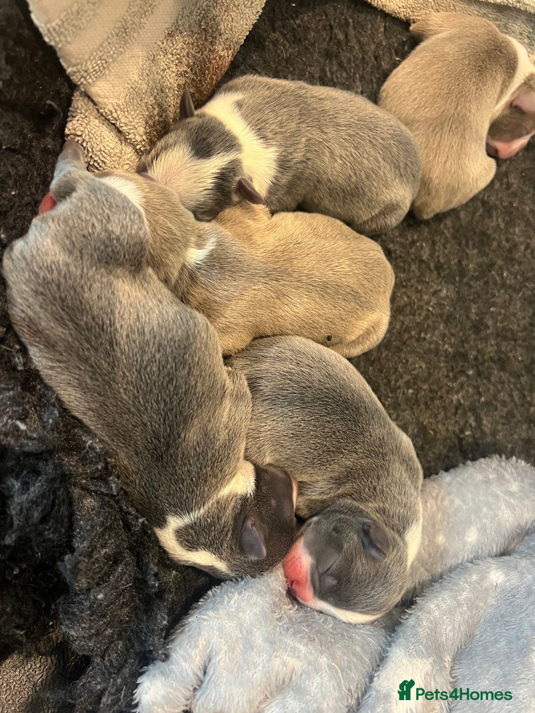 Boston Terrier dogs for sale: Boston terrier puppies - Image 4