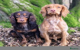 Cocker Spaniel dogs for stud: AVAILABLE FOR STUD - working cocker in Polegate - Image 8
