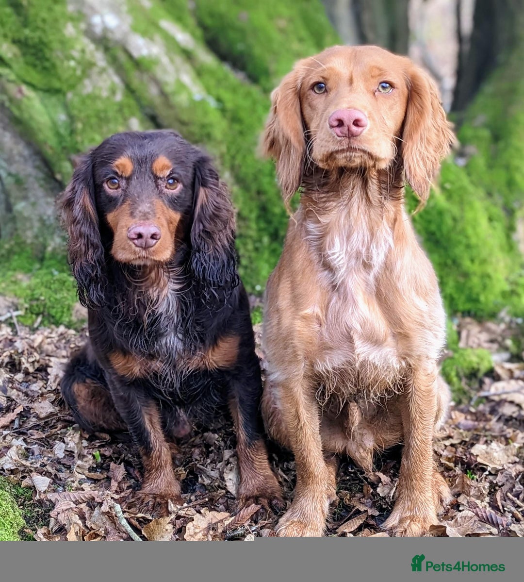 Cocker Spaniel dogs for stud: AVAILABLE FOR STUD - working cocker in Polegate - Image 8
