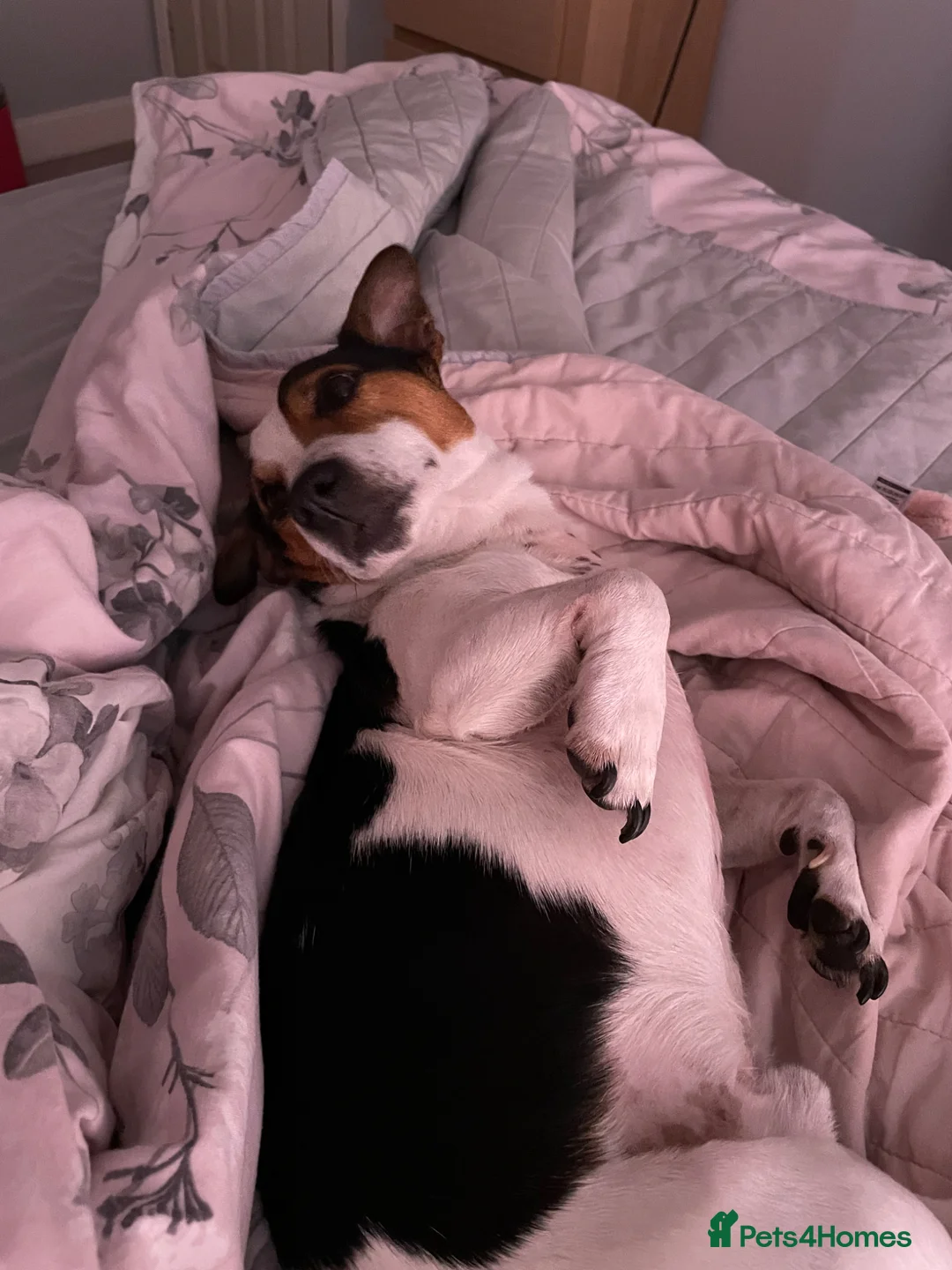 Jack Russell dogs for stud: Jack Russell for stud - Advert 2