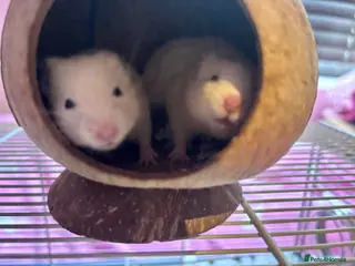 Hamster rodents for sale: Baby Syrian Hamsters - Advert 3