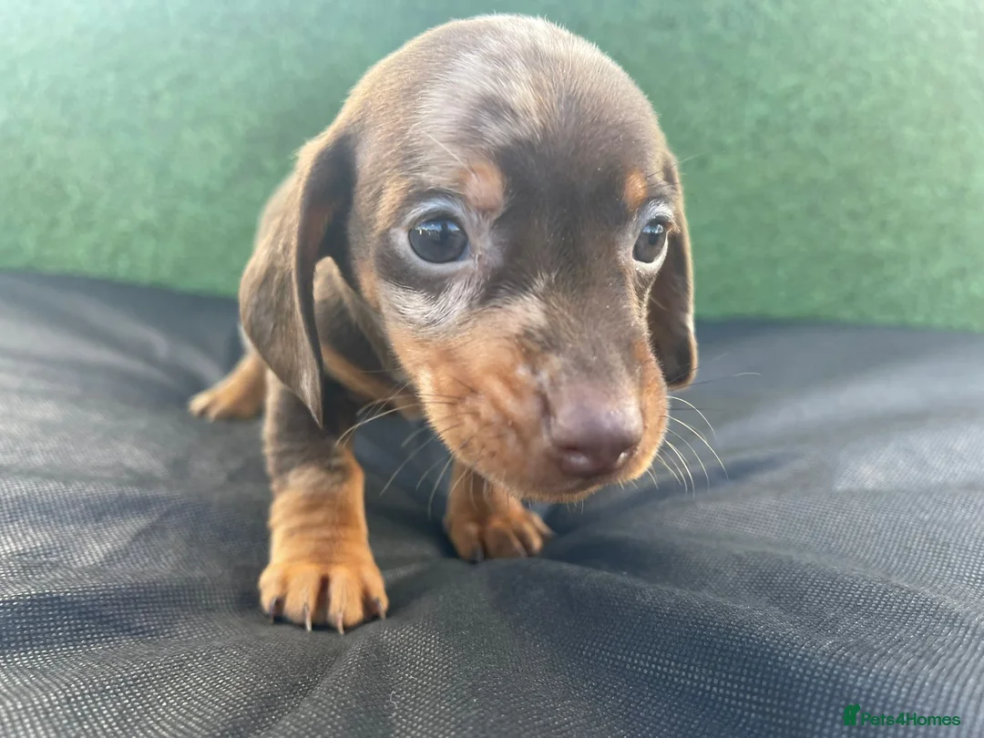 Dachshund dogs for sale: 3 adorable dachsund puppies ready for new home! - Advert 4