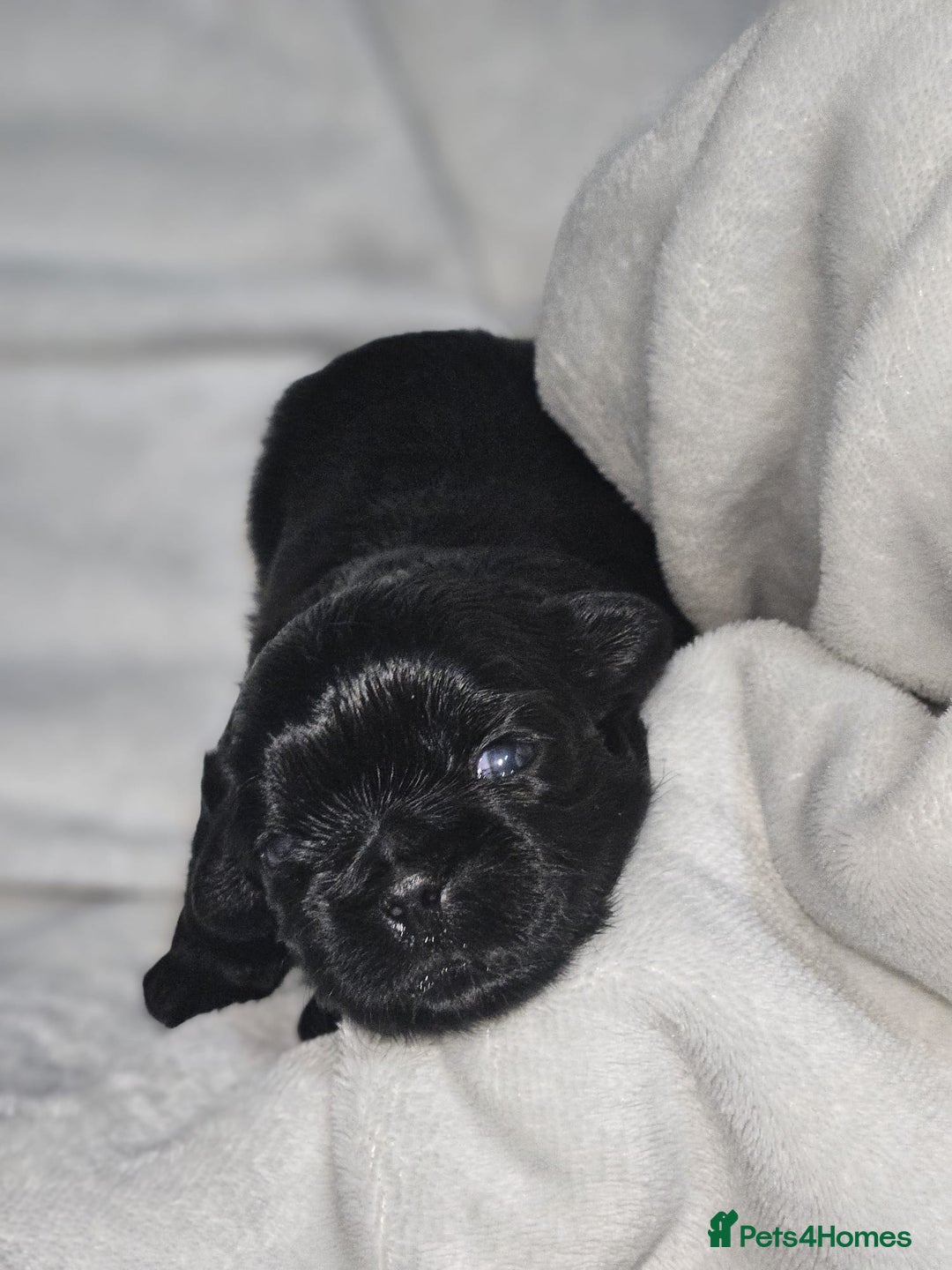 Shih Tzu dogs for sale: Shih tzu puppies  - Advert 3