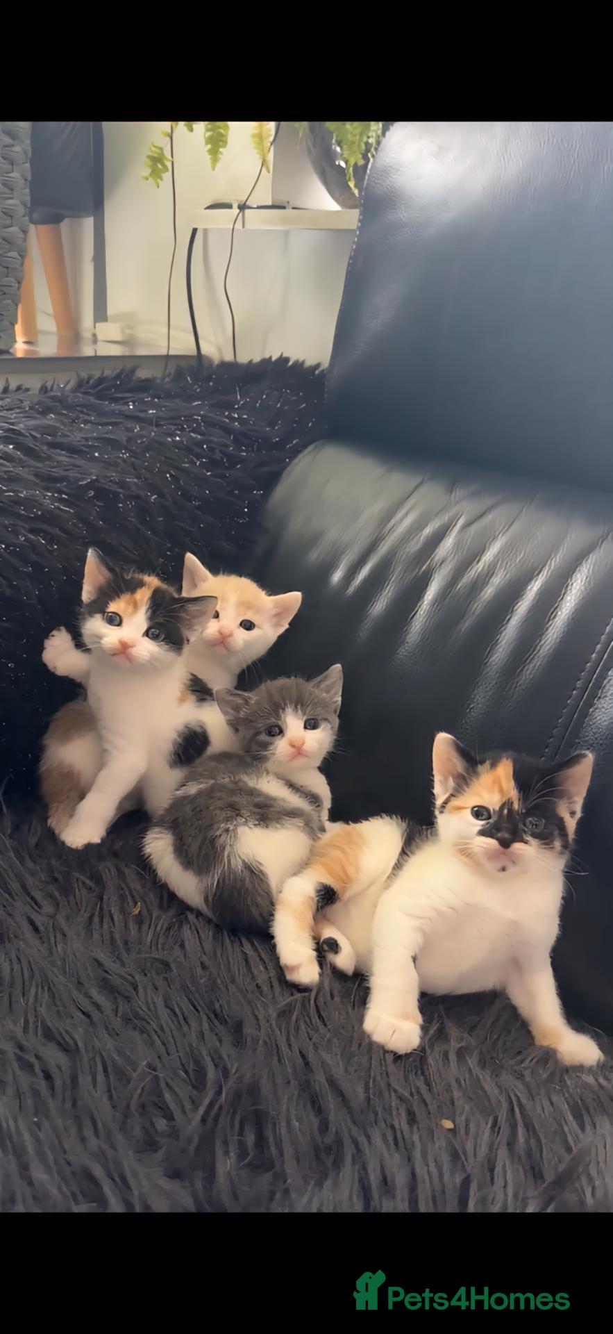 Mixed Breed cats Very playfull Fluffy kittens  - Advert 4