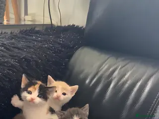 Mixed Breed cats Very playfull Fluffy kittens - Advert 1