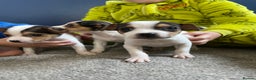 Jack Russell dogs for sale: READY NOW! OutstandingJack Russell puppies - Advert 18