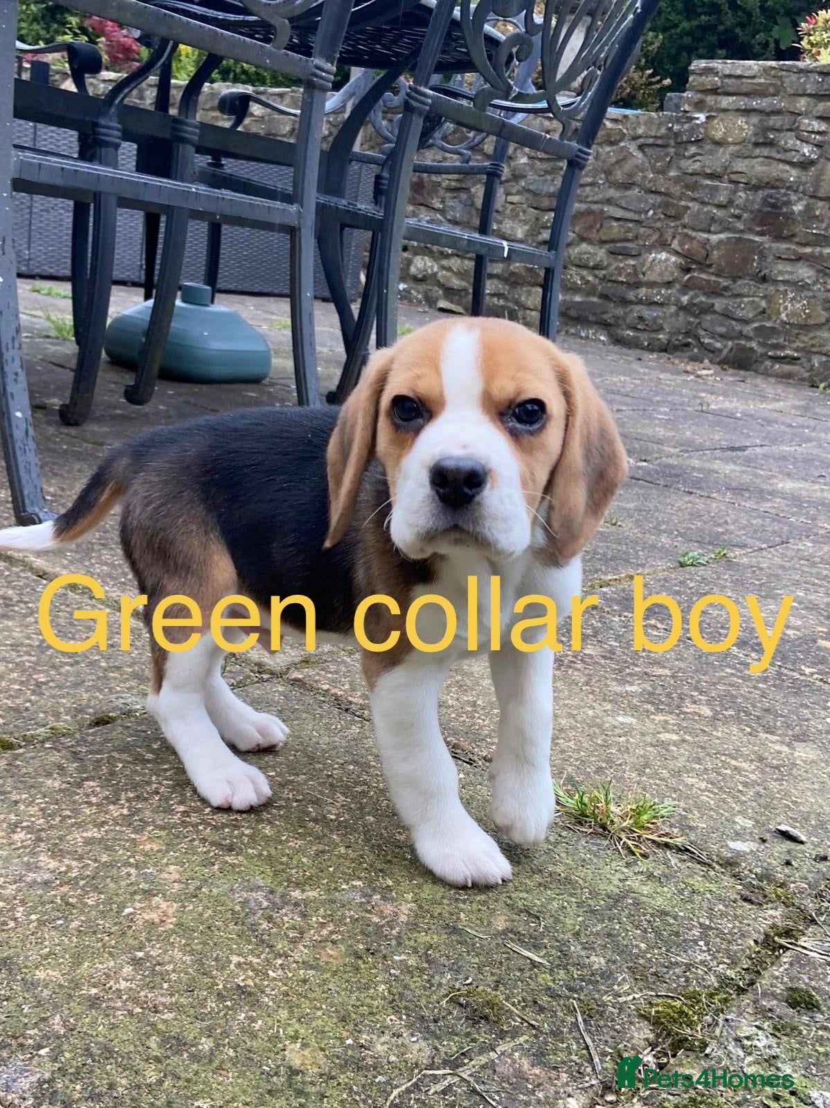 Beagle dogs Beautiful Beagle Puppies for sale - Advert 2