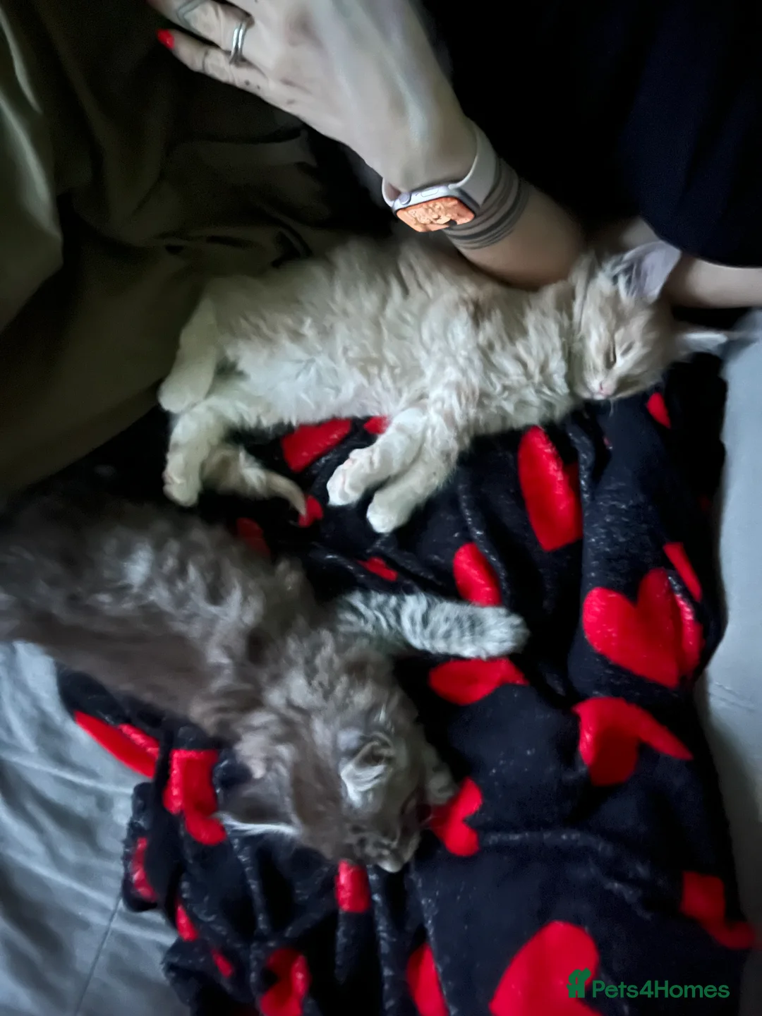 Maine Coon cats for sale: Register Maine Coon Kittens  - Advert 30