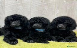 Miniature Poodle dogs for sale: Boys,Boys,Boys! Stunning Miniature Poodle Puppies - Advert 1