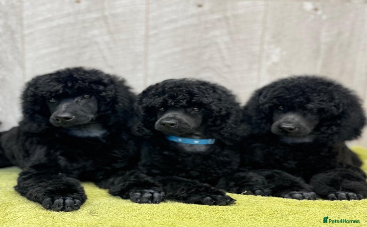 Miniature Poodle dogs Boys,Boys,Boys! Stunning Miniature Poodle Puppies - Advert 2