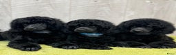 Miniature Poodle dogs for sale: Boys,Boys,Boys! Stunning Miniature Poodle Puppies - Advert 1