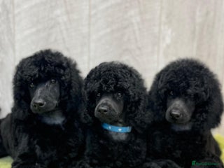 Miniature Poodle dogs Boys,Boys,Boys! Stunning Miniature Poodle Puppies - Advert 2